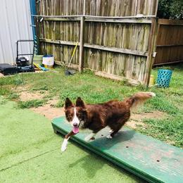 Border Collie Puppies from Ferguson Border Collies