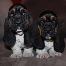 Basset Hound Puppies from Bear Foot Bassets Of West Virginia