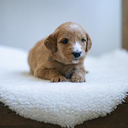 Lilac collar - Cinderella - Red  female Goldendoodle puppy in Duncan, South Carolina from Abner Creek Poodles & Doodles