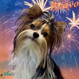 Bravo - Yorkshire Terrier
