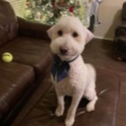 Mae Mae - Goldendoodle