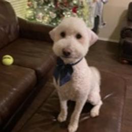 Mae Mae - Goldendoodle