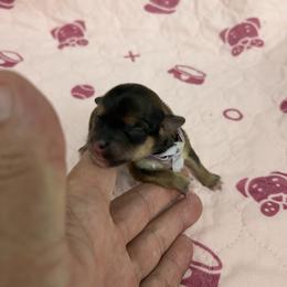 Girl 1 - female Havanese puppy in Hampton, Virginia from Nevin Keeney