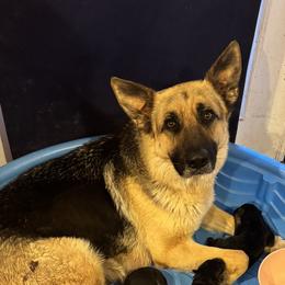 Mia - German Shepherd