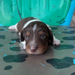 Kisses - Piebald female Dachshund puppy in Hawley, Texas from Foxy’s Dachshunds & Toy Aussies