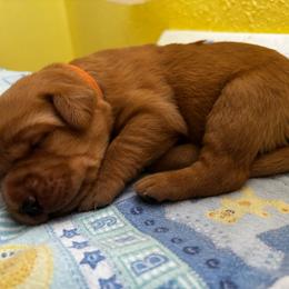 Jack - Yellow male Labrador Retriever puppy in Melrose, New Mexico from ECMO Farm Dalmatians & Labrador Retrievers