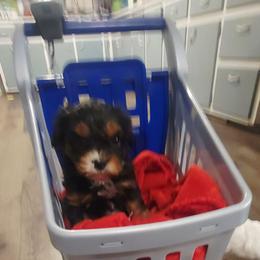 Ross - Black and tan male Cavapoo puppy in Wentworth, Missouri from Newton County Cavaliers & Cavapoos LLC