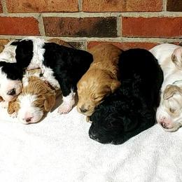 Bernedoodle Puppies from Silver Creek Pups