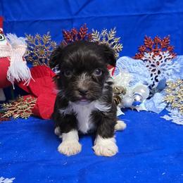 Valentine - Chocolate male Havanese puppy in Vinita, Oklahoma from Locust Creek Shih Tzu & Havanese