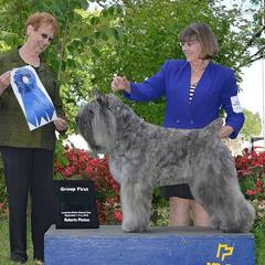 Bouvier des Flandres from Calm Bouviers