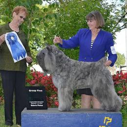 Bouvier des Flandres from Calm Bouviers