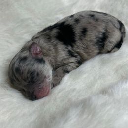 Tina - Blue merle female Pomeranian puppy in Hughes Springs, Texas from Hughes Springs Tx Poms