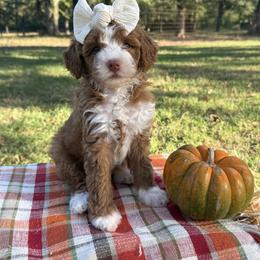 Candy Apple - Red  female Goldendoodle puppy in Nacogdoches, Texas from Designer Doodles