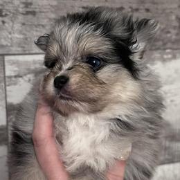 Pomeranians from Pomeranian Boutique