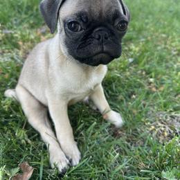 Miley - Fawn male Pug puppy in Indian Trail, North Carolina from Love Pugs