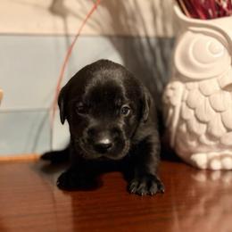 Peep - Black male Labrador Retriever puppy in Richfield, Utah from Stormy River Retrievers