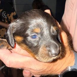 Girl 2 - Black and Tan - Black and tan female Dachshund puppy in Pierson, Florida from Michelle’s Mini Dachshunds