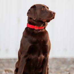 Riley - Labrador Retriever