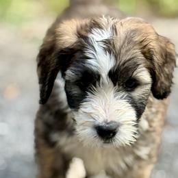 Girl 1 - female Barbado da Terceira puppy in Frederick, Maryland from New World Barbado da Terceira