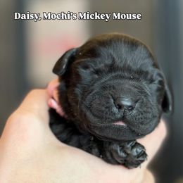 Daisy - Black female Labrador Retriever puppy in Owosso, Michigan from Bennington Retrievers