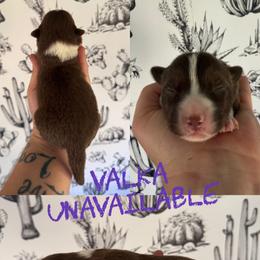 Valka - Red female Border Collie puppy in Sanger, California from Flying M Cactus Ranch Buddies