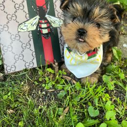 Yorkshire Terrier Puppies from Pretty Little Yorkies