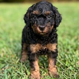 Duke - Phantom male Poodle puppy in Roxboro, North Carolina from NC Poodle Love