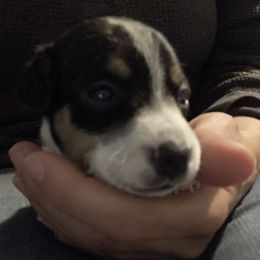 Princess Charlotte - Jack Russell Terrier puppy from Royal Russells Ranch
