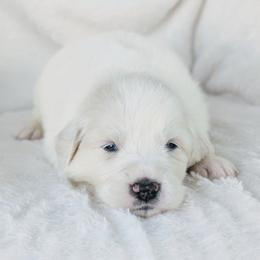 Baby Blue - White female Great Pyrenees puppy in Yakima, Washington from Naches Heights Ranch