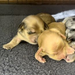 Dachshund Puppies from Island Farms Mimi’s Dachshunds Florida