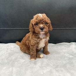 Dragon (Boy 2) - Apricot male Cavapoo puppy in Knoxville, Tennessee from Shannan's Cavapoos
