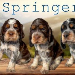 English Springer Spaniel puppies from Majestic Mountain Springs
