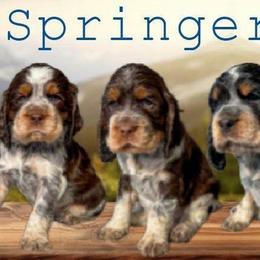 English Springer Spaniel puppies from Majestic Mountain Springs