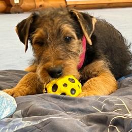 Miss Lime - Black and tan female Airedale Terrier puppy in Waco, Nebraska from Donpanaire Airedales