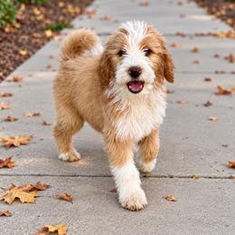Chucky - Red male Bernedoodle puppy in Springville, Utah from Oodles of Bernedoodles