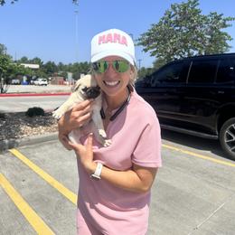 Pug Puppies from Pug Perfection Puppies