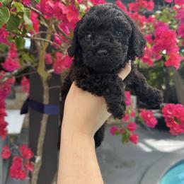 Girl 2 - Black female Goldendoodle puppy in Brooksville, Florida from Abby’s Standard Goldendoodles