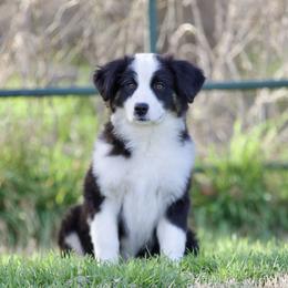 Miniature American Shepherd puppies from Diamond H Aussies