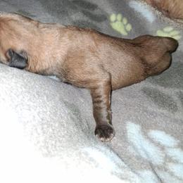 Apricot Girl 3 - Apricot female Mastiff puppy in Uhrichsville, Ohio from Angela's Mastiffs