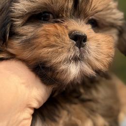 Mal-Shi, Maltese, Maltipoo, Poodle, and Shih Tzu Puppies from Joy-Fur Puppies