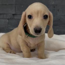 Green - Cream male Dachshund puppy in Goodyear, Arizona from AZ Royal Doxies llc