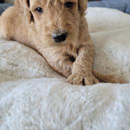 Goldendoodle Puppies from Lincoln Goldendoodles