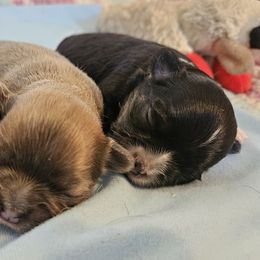Chihuahuas from Chihuahua Long Coats
