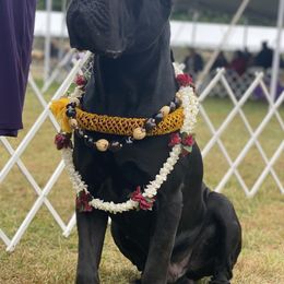Vinnie - Cane Corso
