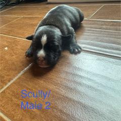 Boy 2 - Brindle and white male Staffordshire Bull Terrier puppy in Longview, Texas from PWH Farms