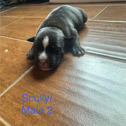 Boy 2 - Brindle and white male Staffordshire Bull Terrier puppy in Longview, Texas from PWH Farms