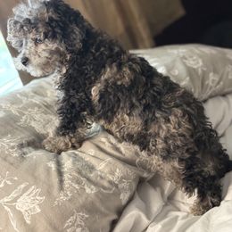Sunni - Black white and tan male Cockapoo puppy in Ocoee, Florida from Puppie Poos 4 U