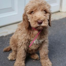 Goldendoodles from M&M&M Doodles