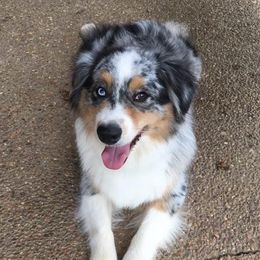Annie - Australian Shepherd