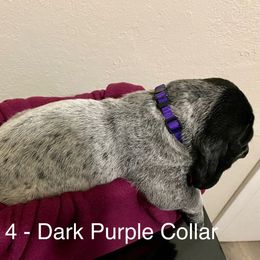 Girl 4 - Blue ticked Bluetick Coonhound puppy in Oroville, California from Sinha Bluetick Coonhounds